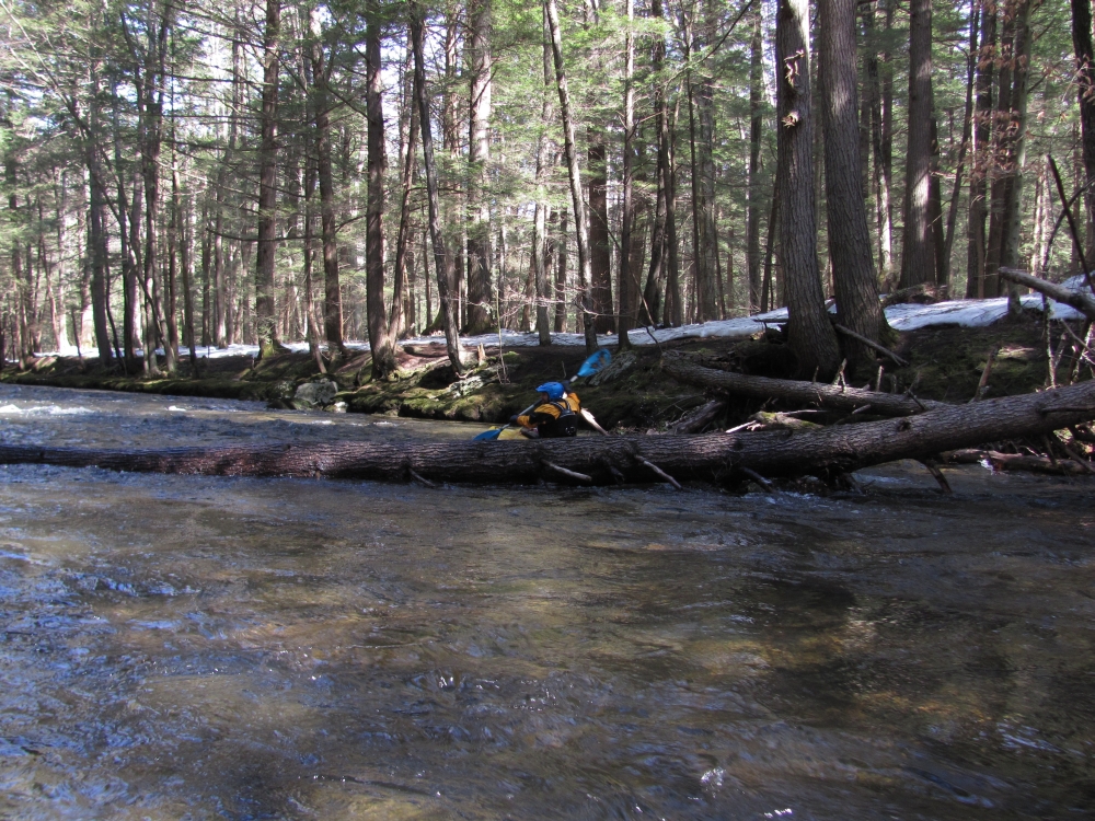 A large tree layimng across the creek.